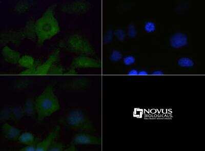 Immunocytochemistry/ Immunofluorescence: VPS34 Antibody [NB110-87320]