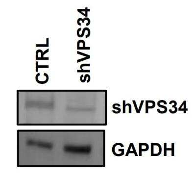 Knockdown Validated: VPS34 Antibody [NB110-87320]