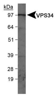 Western Blot: VPS34 Antibody [NB110-87320]