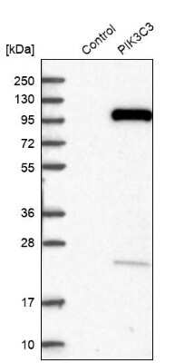 Western Blot: VPS34 Antibody [NBP1-86862]