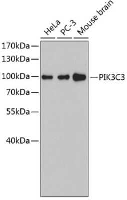 Western Blot: VPS34 AntibodyBSA Free [NBP2-94870]