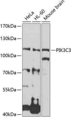 Western Blot: VPS34 AntibodyBSA Free [NBP2-95117]