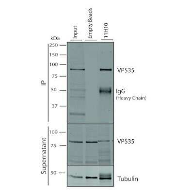 Immunoprecipitation: VPS35 Antibody (11H10) [NBP2-78827]