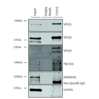 Immunoprecipitation: VPS35 Antibody (11H10) [NBP2-78827]