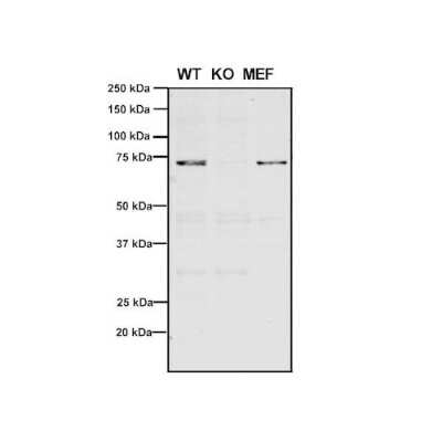 Western Blot: VPS35 Antibody (11H10) [NBP2-78827]