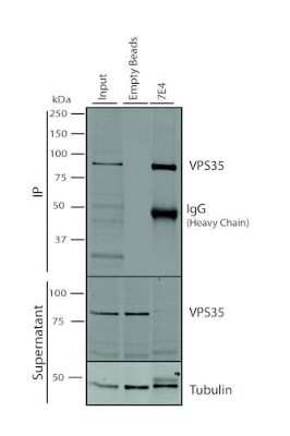 Immunoprecipitation: VPS35 Antibody (7E4) [NBP2-78823]