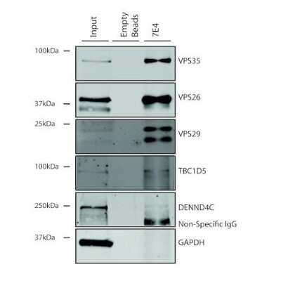 Immunoprecipitation: VPS35 Antibody (7E4) [NBP2-78823]