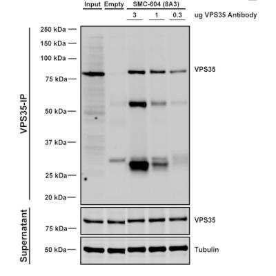 Immunoprecipitation: VPS35 Antibody (8A3) [NBP2-78825]