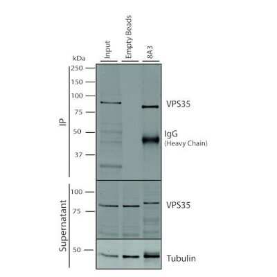 Immunoprecipitation: VPS35 Antibody (8A3) [NBP2-78825]