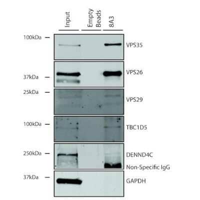 Immunoprecipitation: VPS35 Antibody (8A3) [NBP2-78825]