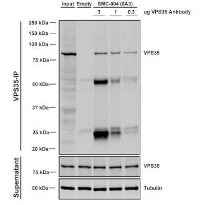 Immunoprecipitation: VPS35 Antibody (8A3) [NBP2-78825]