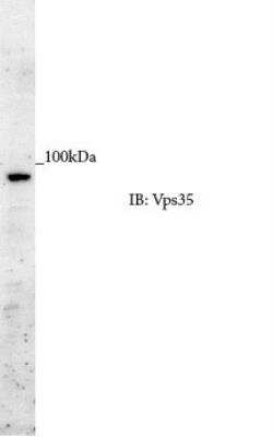 Western Blot: VPS35 Antibody [NB100-1397]