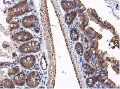 Immunohistochemistry-Paraffin: VPS36 Antibody [NBP2-20877]