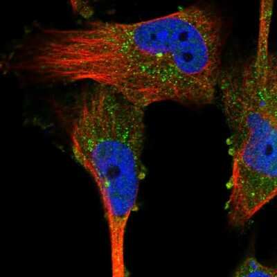 Immunocytochemistry/ Immunofluorescence: VPS37A Antibody [NBP1-83528]
