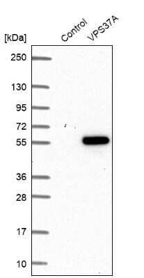 Western Blot: VPS37A Antibody [NBP1-81994]