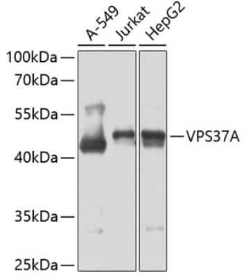 Western Blot: VPS37A AntibodyBSA Free [NBP2-94426]