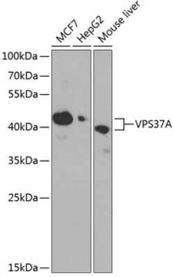 Western Blot: VPS37A AntibodyBSA Free [NBP2-94842]