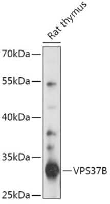 Western Blot: VPS37B AntibodyAzide and BSA Free [NBP2-93151]