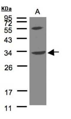 Western Blot: VPS37C Antibody [NBP1-31068]