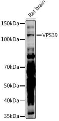 Western Blot: VPS39 AntibodyAzide and BSA Free [NBP2-94302]