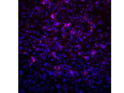 Immunocytochemistry/ Immunofluorescence: VPS39 Antibody - BSA Free [NBP1-76535]