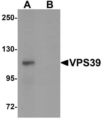 Western Blot: VPS39 AntibodyBSA Free [NBP1-76535]