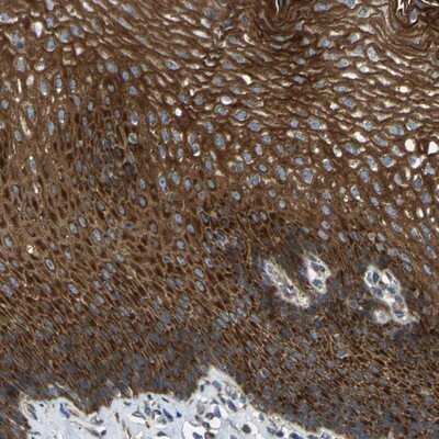 Immunohistochemistry-Paraffin: VPS41 Antibody [NBP1-81639]