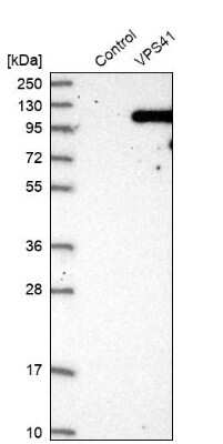 Western Blot: VPS41 Antibody [NBP1-81639]