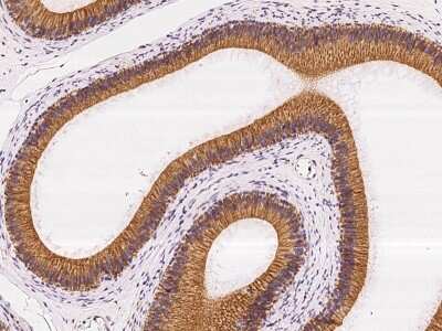 Immunohistochemistry-Paraffin: VPS45 Antibody [NBP2-98574]