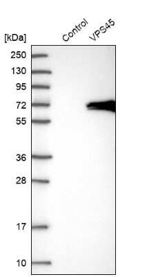 Western Blot: VPS45 Antibody [NBP1-81641]