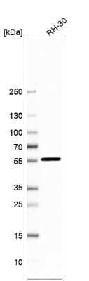 Western Blot: VPS45 Antibody [NBP1-81642]