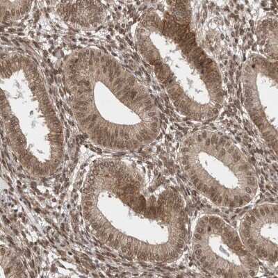 Immunohistochemistry-Paraffin: VPS50 Antibody [NBP1-88012]