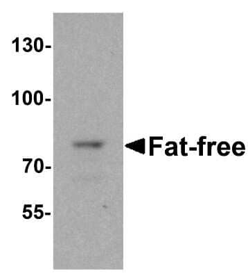 Western Blot: VPS51 AntibodyBSA Free [NBP2-82053]