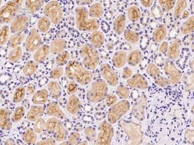 Immunohistochemistry-Paraffin: VPS52 Antibody [NBP2-97979]