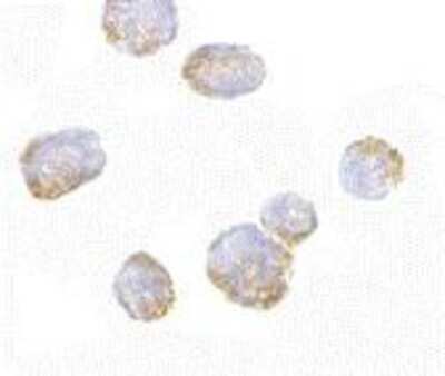 Immunocytochemistry/ Immunofluorescence: VPS53 Antibody - BSA Free [NBP1-76901]