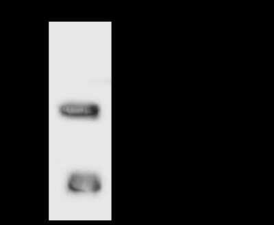 Immunoprecipitation: VPS53 Antibody [NBP2-97767]