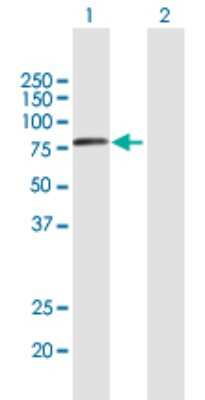 Western Blot: VPS53 Antibody [H00055275-B01P]