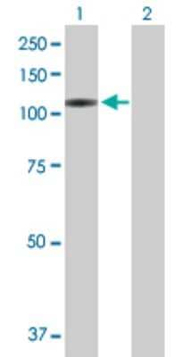 Western Blot: VPS54 Antibody [H00051542-B01P]