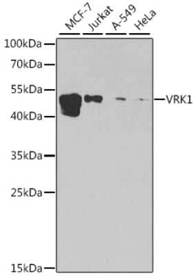 Western Blot: VRK1 AntibodyBSA Free [NBP2-93500]