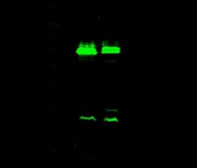 Western Blot: VRK1 Antibody [NBP2-99819]