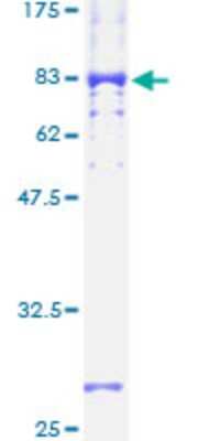 SDS-PAGE: Recombinant Human VRK2 GST (N-Term) Protein [H00007444-P01]