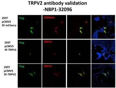 Immunocytochemistry/ Immunofluorescence: VRL1 Antibody [NBP1-32096]