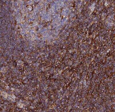 Immunohistochemistry-Paraffin: VRL1 Antibody [NBP1-92576]
