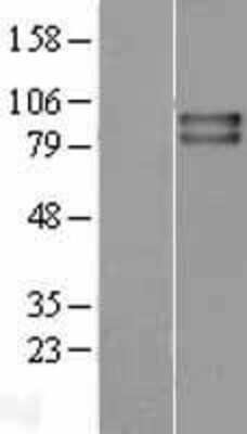 Western Blot: VRL1 Overexpression Lysate [NBL1-17341]