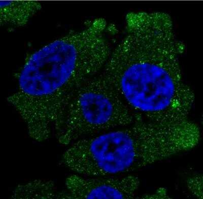 Immunocytochemistry/ Immunofluorescence: VSIG1 Antibody [NBP1-81073]