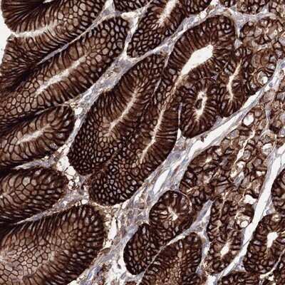 Immunohistochemistry-Paraffin: VSIG1 Antibody [NBP1-81073]
