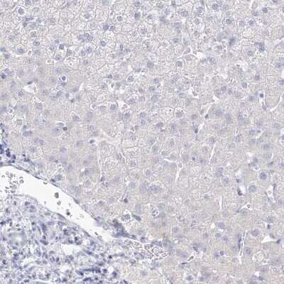 Immunohistochemistry-Paraffin: VSIG1 Antibody [NBP1-81073]
