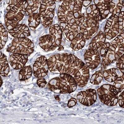 Immunohistochemistry-Paraffin: VSIG1 Antibody [NBP1-81073]