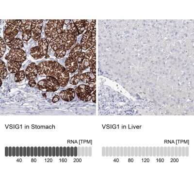 Immunohistochemistry-Paraffin: VSIG1 Antibody [NBP1-81073]