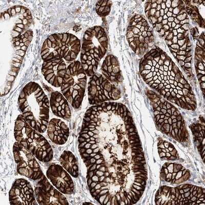 Immunohistochemistry-Paraffin: VSIG1 Antibody [NBP1-81074]